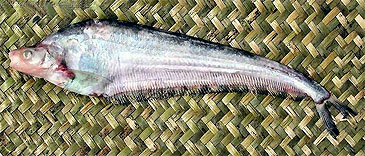 Record photograph for Hemisilurus heterorhynchus